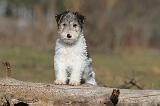 FOX TERRIER 456